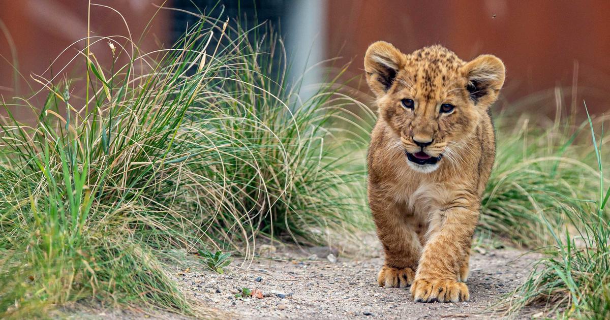 Taronga Zoo.